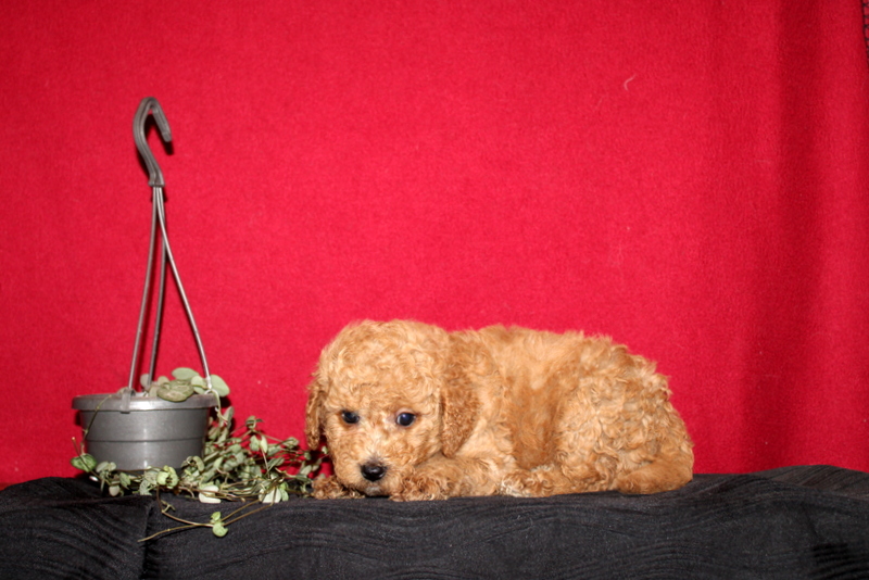 puppy, for, sale, Mini GoldenDoodle F2BB, Matthew B. Stoltzfus, dog, breeder, Gap, PA, dog-breeder, puppy-for-sale, forsale, nearby, find, puppyfind, locator, puppylocator, aca